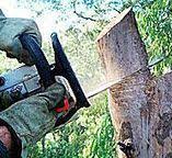 Monroe City, MO Tree Care Company