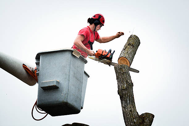 How Our Tree Care Process Works  in  Monroe City, MO